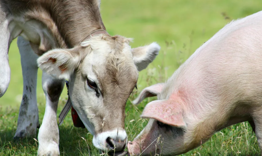 В Крыму на развитие молочного и племенного животноводства выделят 495 миллионов рублей