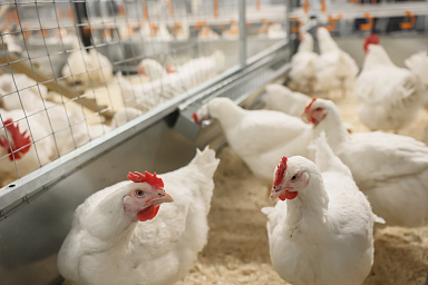 Липецкая «Экоптица» оштрафована за незаконное строительство на 4 млрд рублей