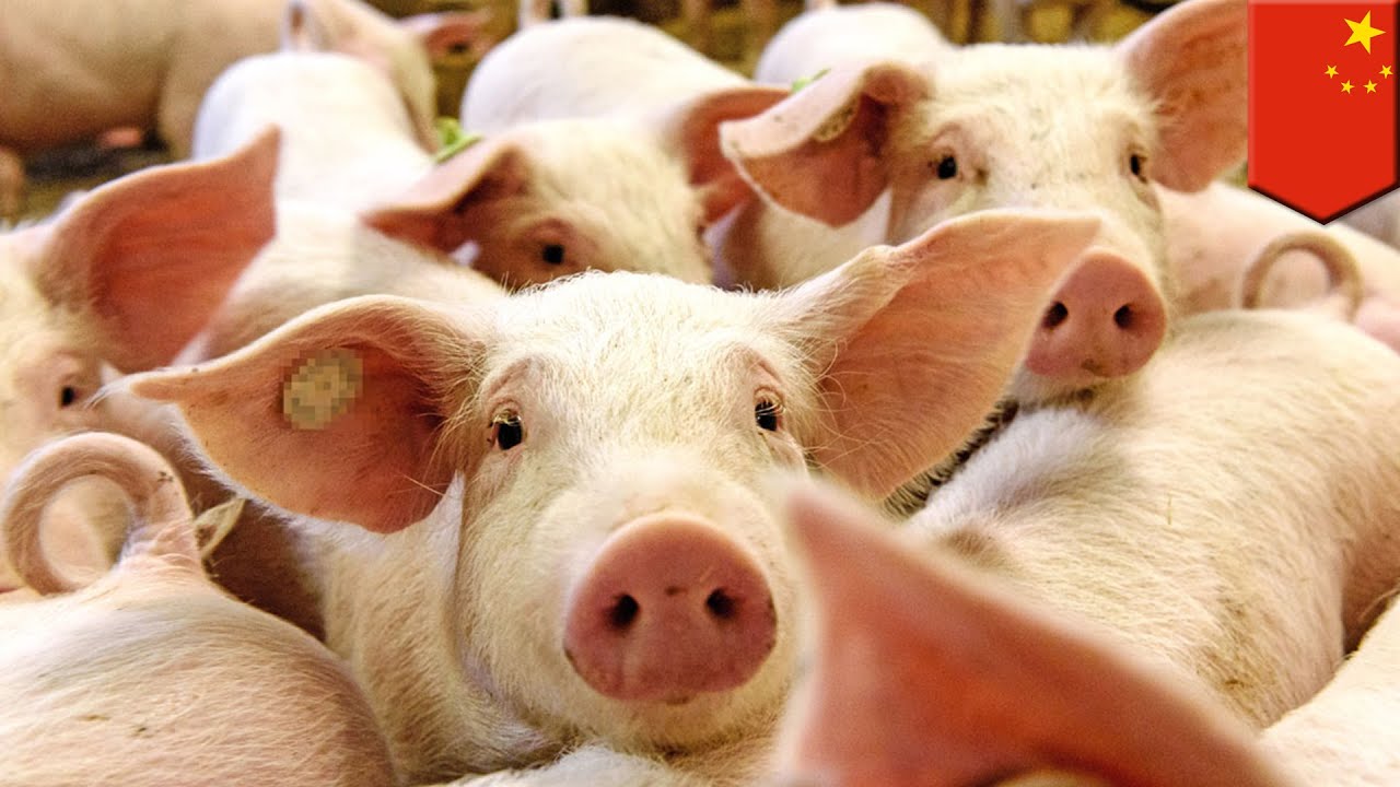 Мониторинг цен на свинину в Китае на 37-й неделе 2025 года