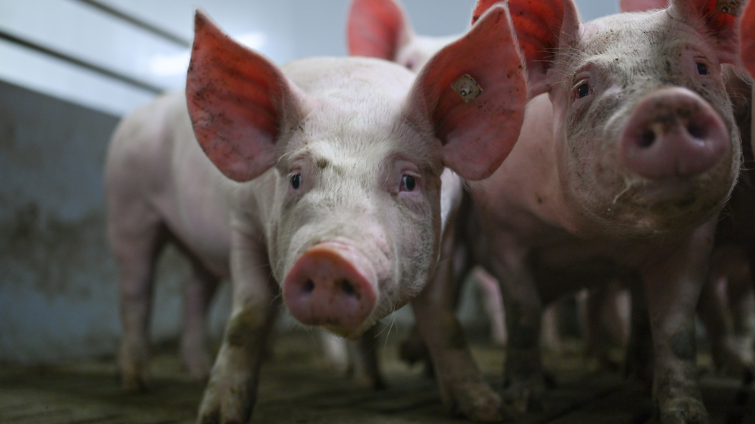 Крупнейший самарский свинокомплекс выстроил полный цикл производства мяса