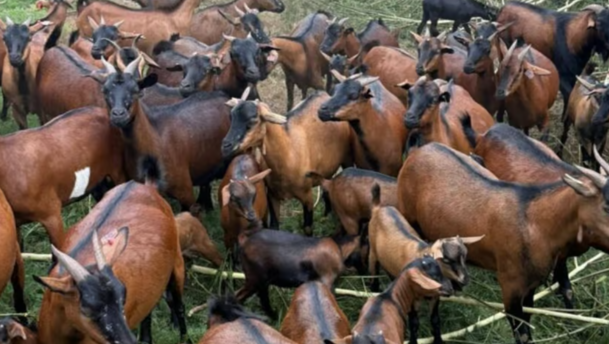 Новая порода коз из Уганды обещает изменить рынок животноводства в Африке