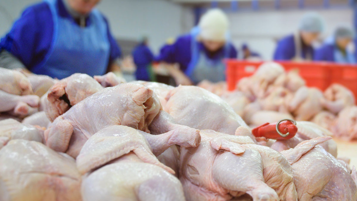 Плазма может стать альтернативой химии при переработке мяса птицы