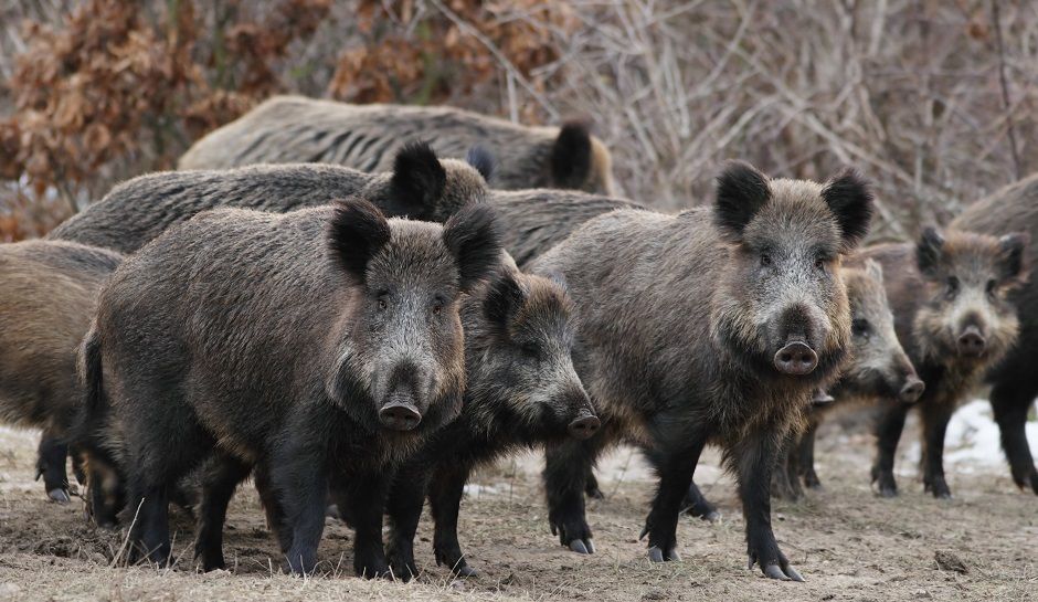 АЧС: рост числа случаев в Европе