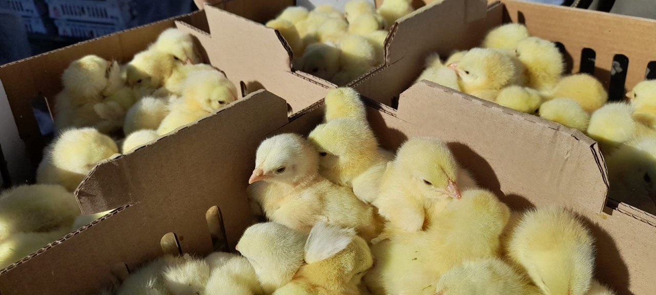 Из Германии в Ленинградскую область прибыло более 715 тысяч цыплят