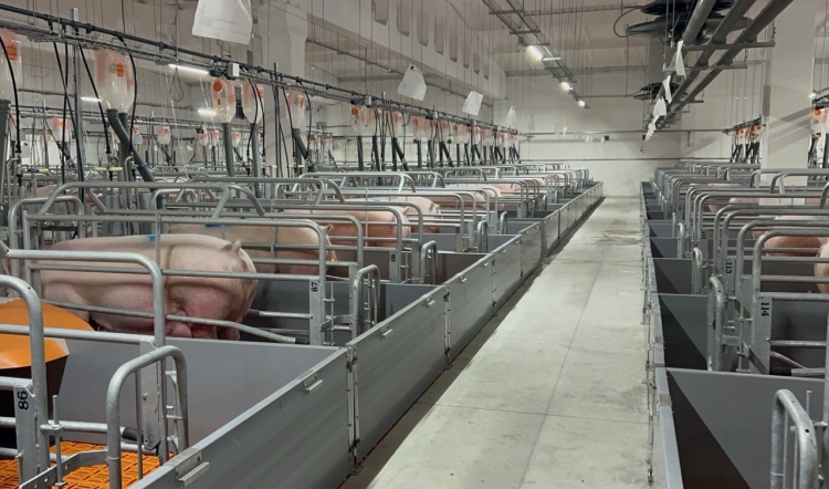 На комплексе «Чунаевский-2» «ПРОДО Омский бекон» введен в эксплуатацию участок опороса