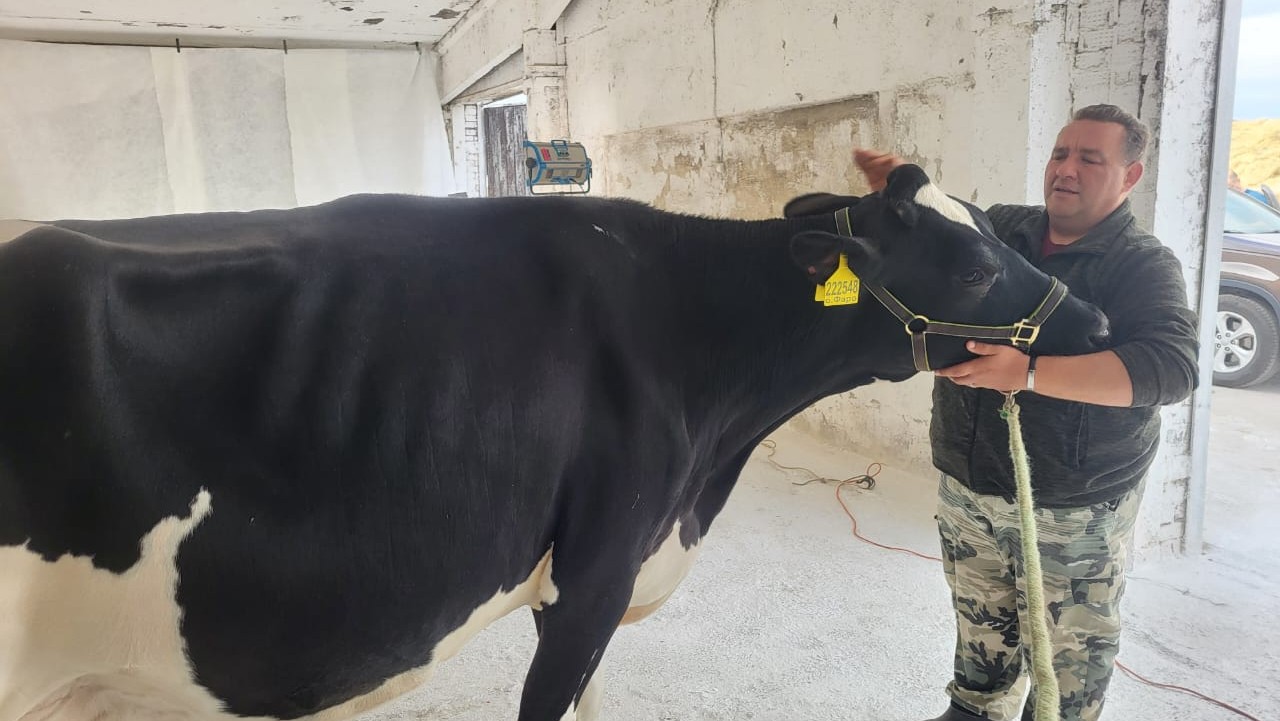 Цифровую корову из Подмосковья покажут на выставке «Золотая осень – 2025»