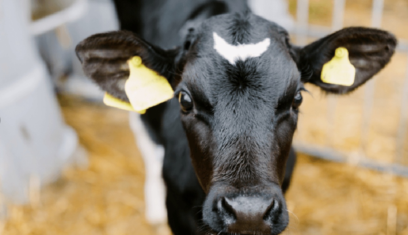 Животноводы стали чаще выращивать телят молочных пород на мясо