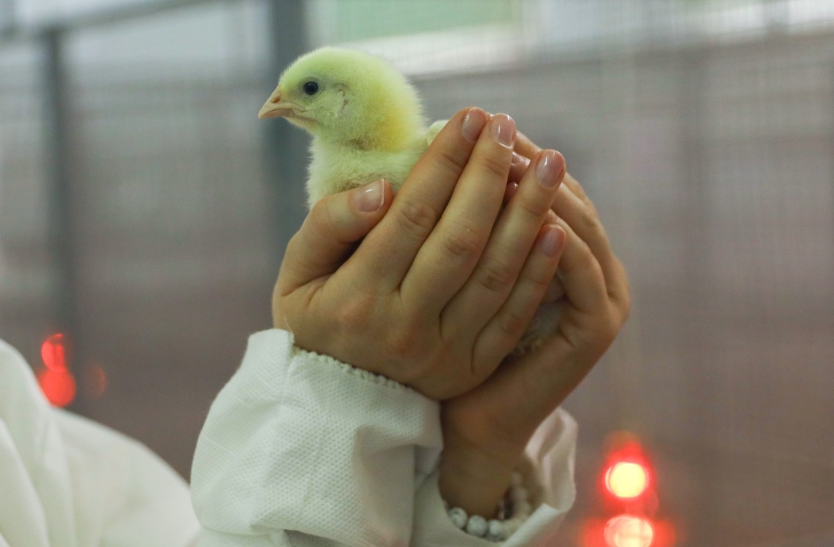 Ученые СтГАУ бросили вызов импортным бройлерам: отечественные цыплята успешно проходят адаптацию