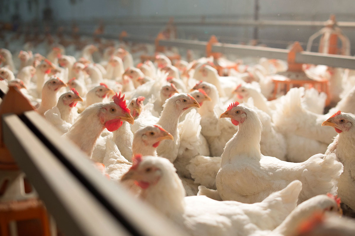 Астраханская птицефабрика 