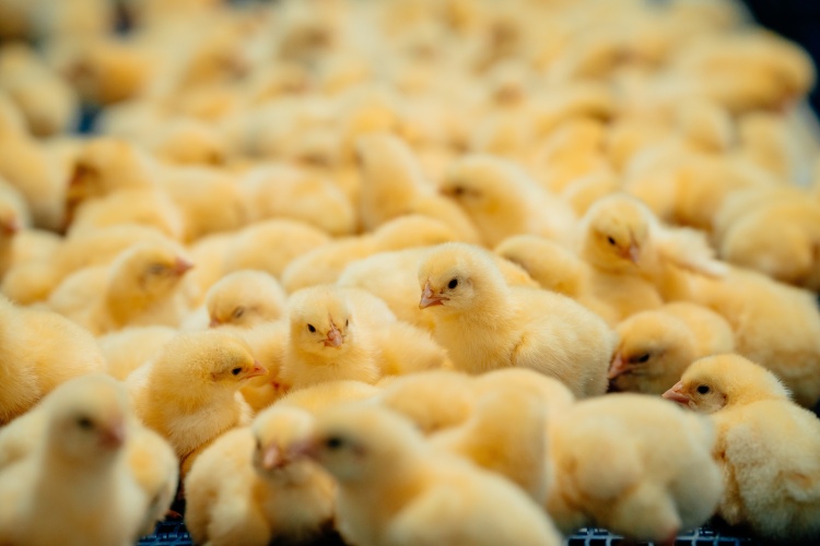 В Ленобласть доставили крупную партию цыплят из Германии