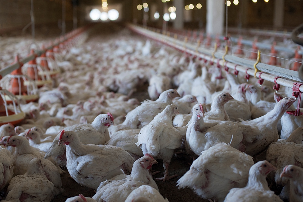 Тамбовская компания через суд требует с «Токаревской птицефабрики» 40 млн рублей