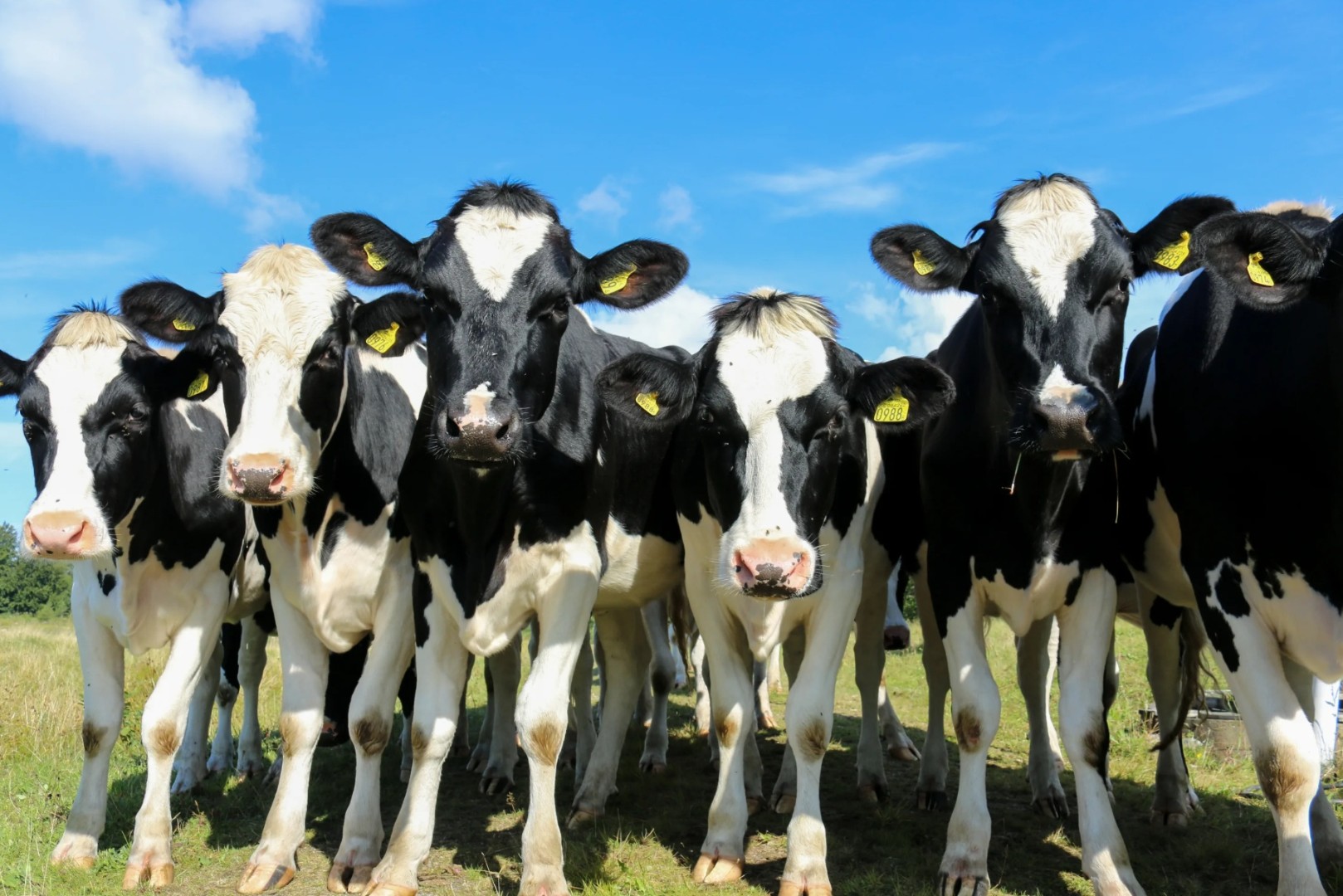 Кубань за восемь лет почти избавилась от лейкоза скота