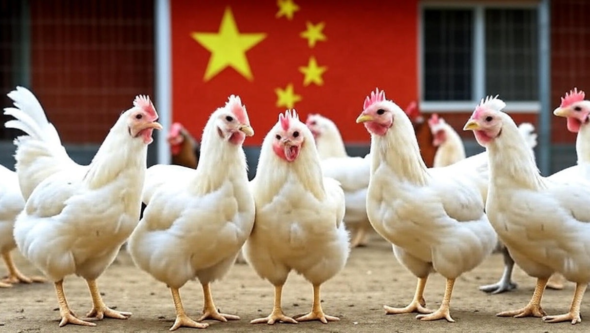 Мониторинг цен на мясо птицы в Китае на 43-й неделе 2025 года