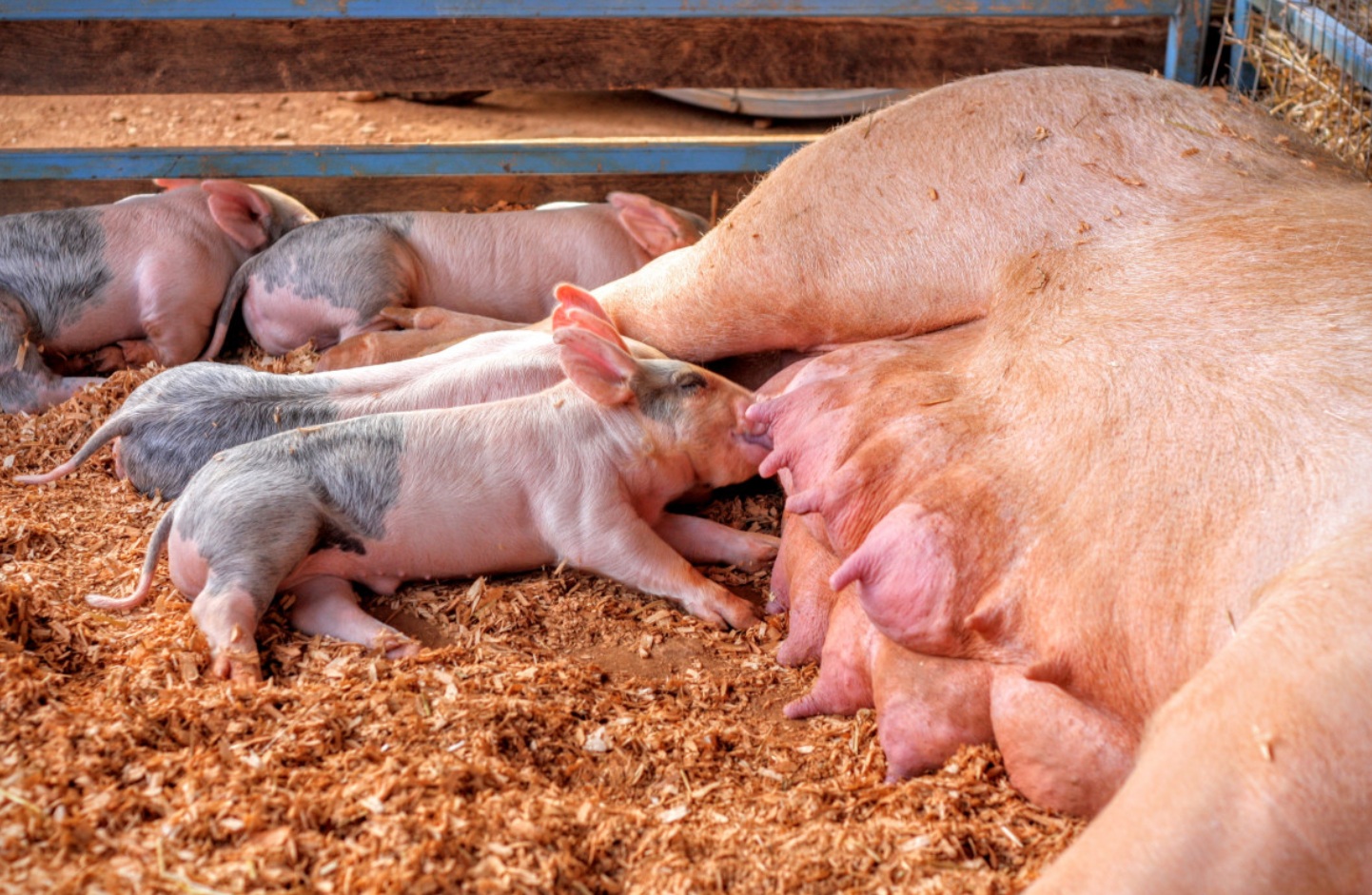 Российские ученые увеличили плодовитость свиней с помощью дополнительного освещения