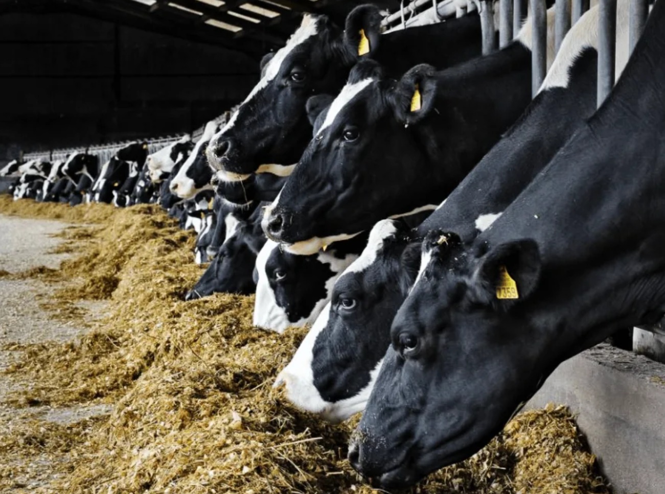 Липецкая область входит в топ-15 в стране по продуктивности дойного стада