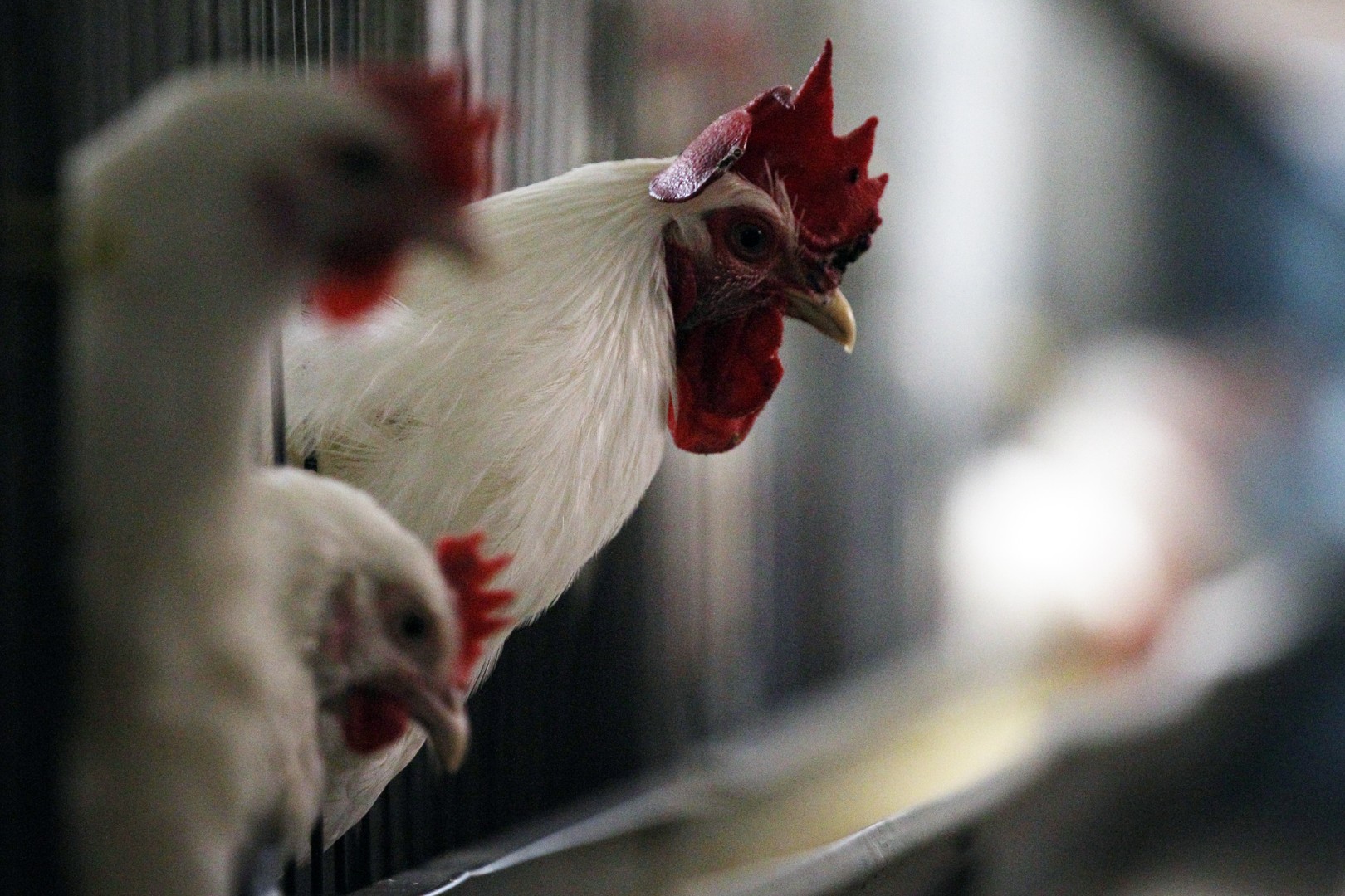 С начала года в Ивановской области произвели почти 40 тысяч тонн мяса скота и птицы