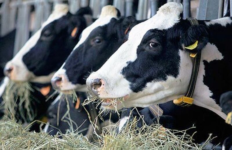 Более 30 хозяйств Подмосковья развивают племенное молочное животноводство