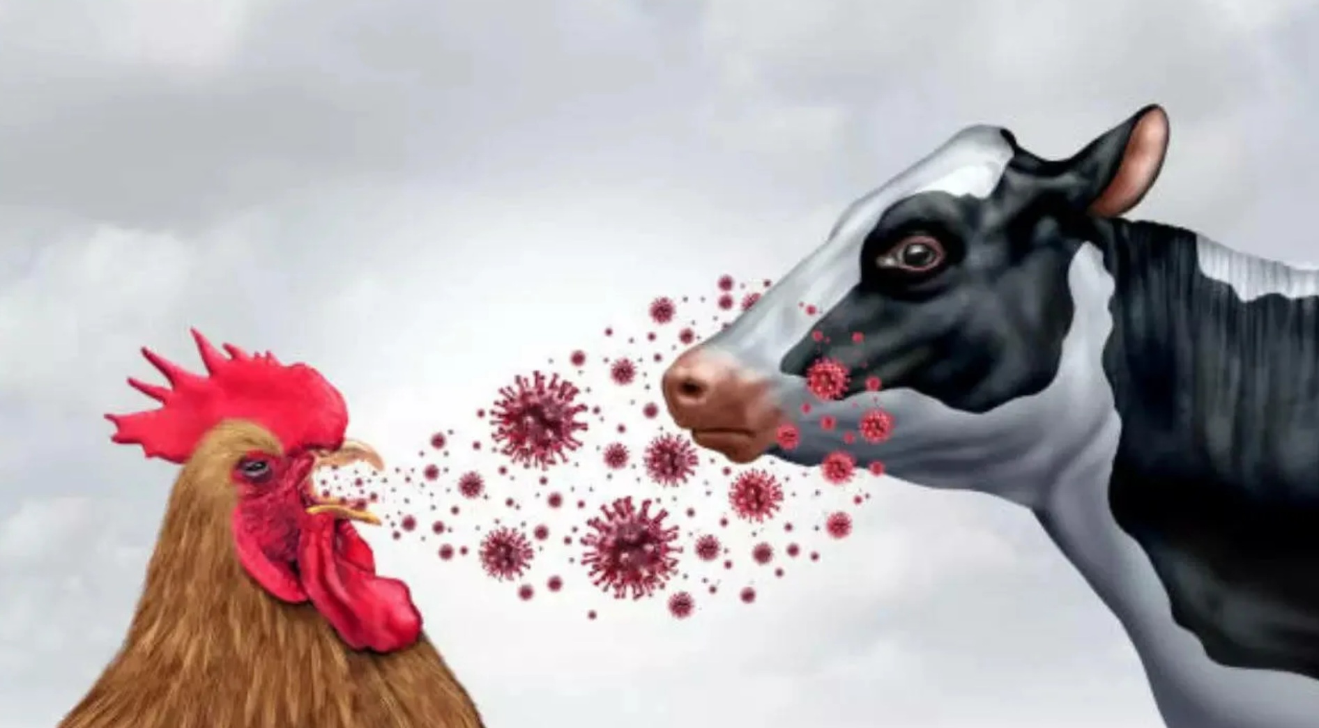 ВОЗЖ объявила тревогу из-за распространения гриппа птиц среди крупного рогатого скота в США