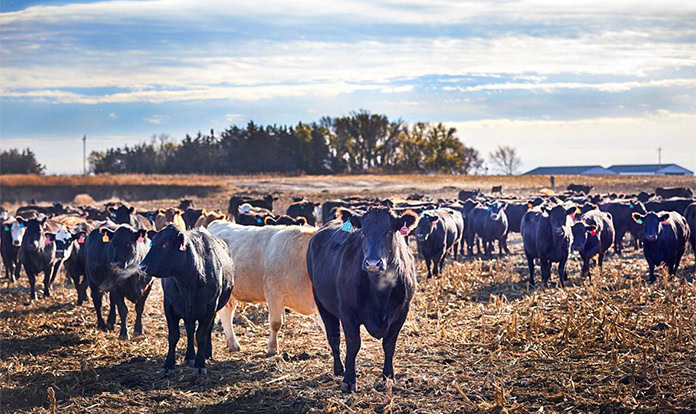 Нигер и Чад начнут совместную кампанию по вакцинации скота на приграничных территориях