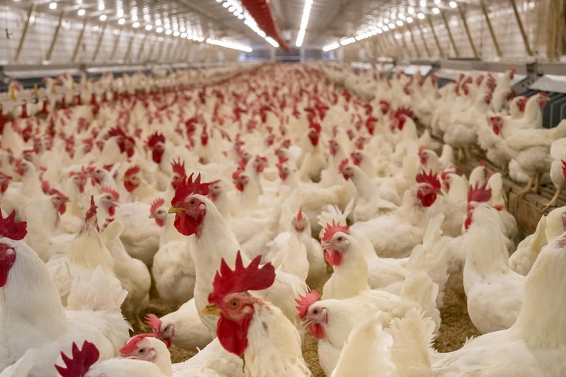 Тамбовский «Автотехцентр» требует с «Токаревской птицефабрики» 18,7 млн рублей