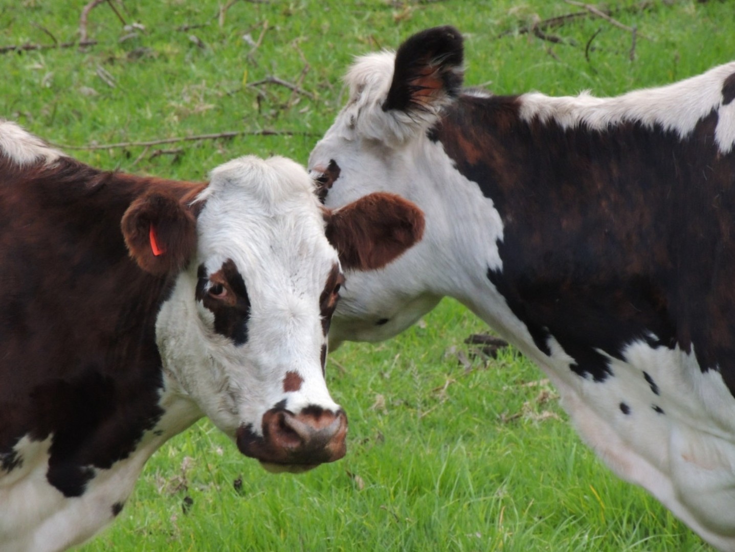 «Мясо растёт, молоко падает»: Иркутская область увеличила поголовье скота, но сократила надои и производство яиц