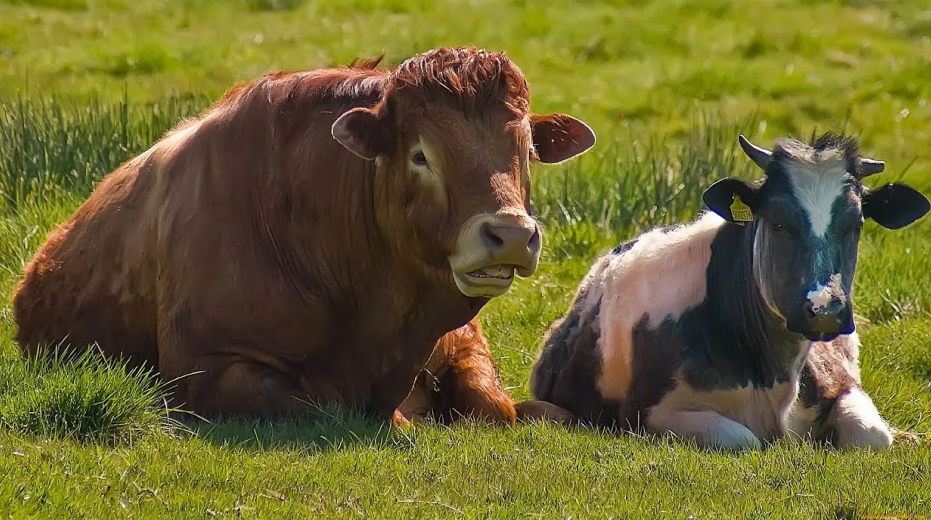 Сельхозкооперативам Забайкалья направили на развитие 2,4 млн рублей
