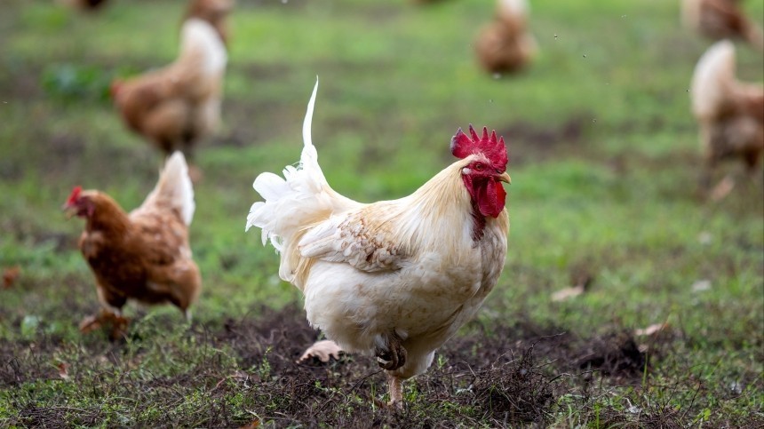 Ирландским фермерам запретили выпускать домашнюю птицу на выгул