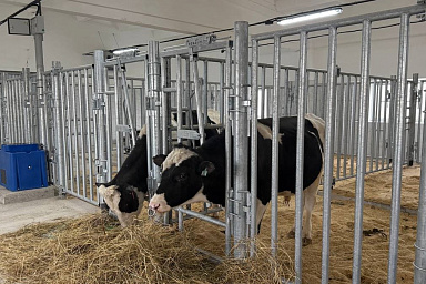 Экономика стресса: как благополучие сельхозживотных определяет рентабельность производства