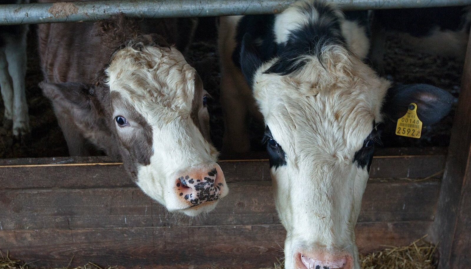 На юге ДНР спланировали строительство кормового и животноводческого предприятий