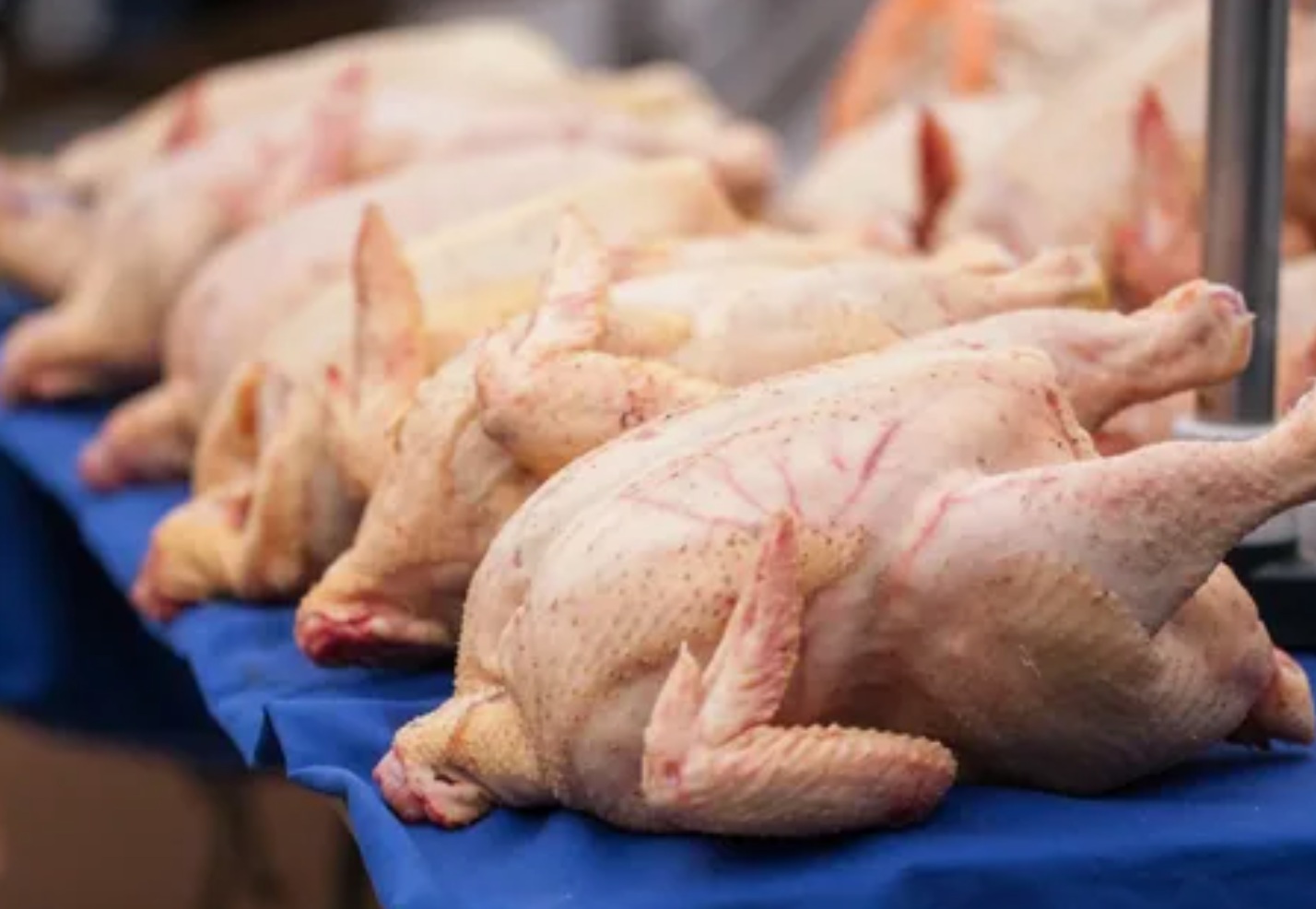 РФ за 9 месяцев увеличила экспорт мяса птицы на 18%