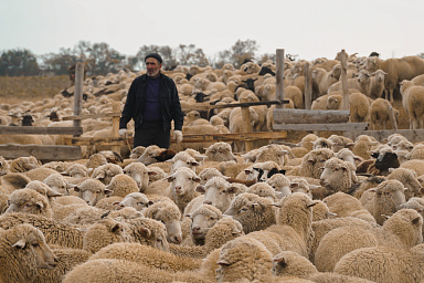Аграрии Дагестана завершают осенний перегон скота и заготовку кормов