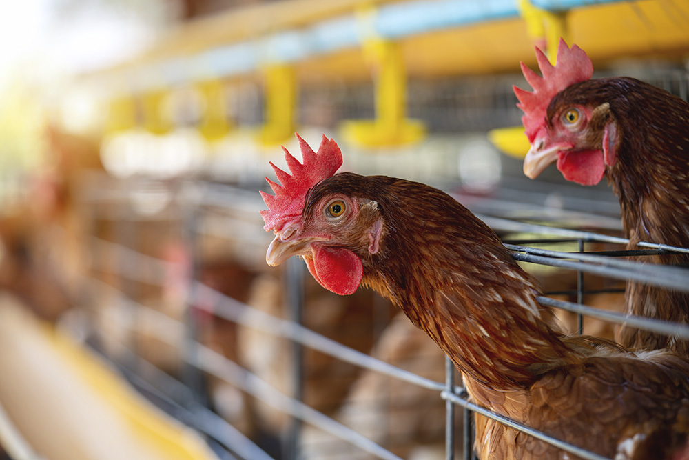 Мощность птицефабрики 