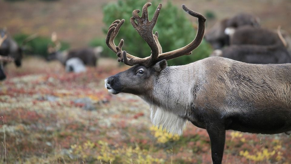 В ЯНАО запустят два комплекса по переработке мяса оленя