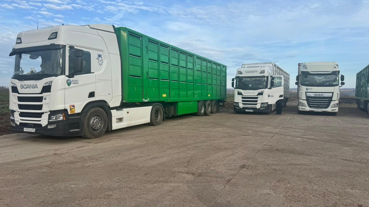 Башкирская мясная компания начала экспорт племенных свиней в Казахстан