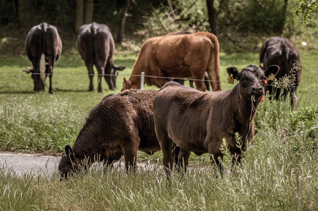 Поголовье сельскохозяйственных животных сократилось в Башкирии