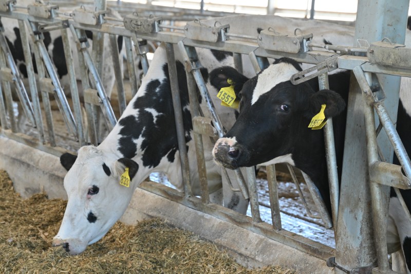 Рязанские племенные предприятия продали в другие регионы и за рубеж более 2 тысяч высокопродуктивных животных