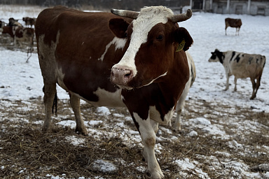 Сельхозкооперативы Красноярского края получат 51,9 млн рублей на закупку молока и мяса у населения