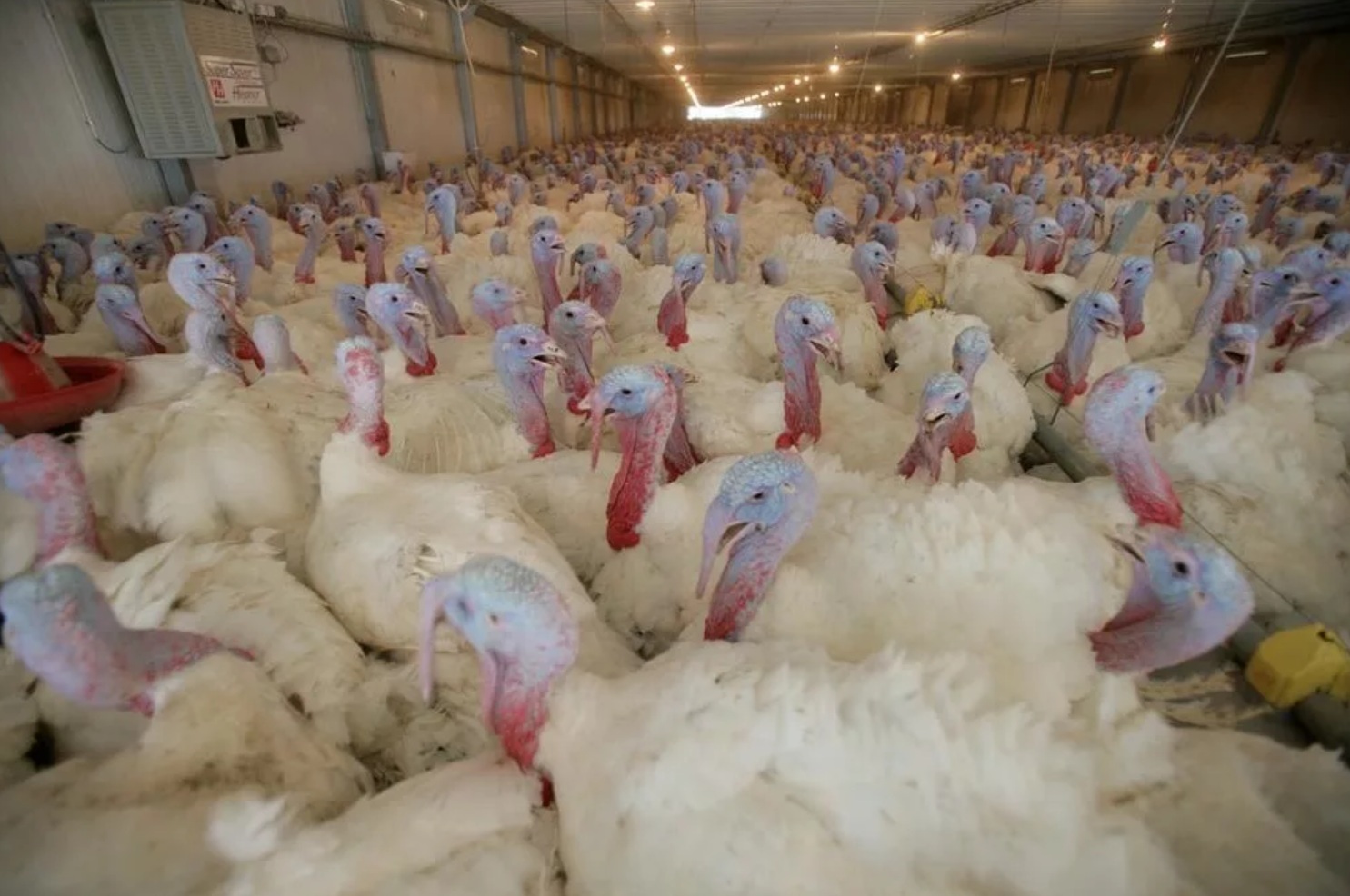 На птицефабрике «Тамбовская индейка» в Туле произошла массовая гибель птиц