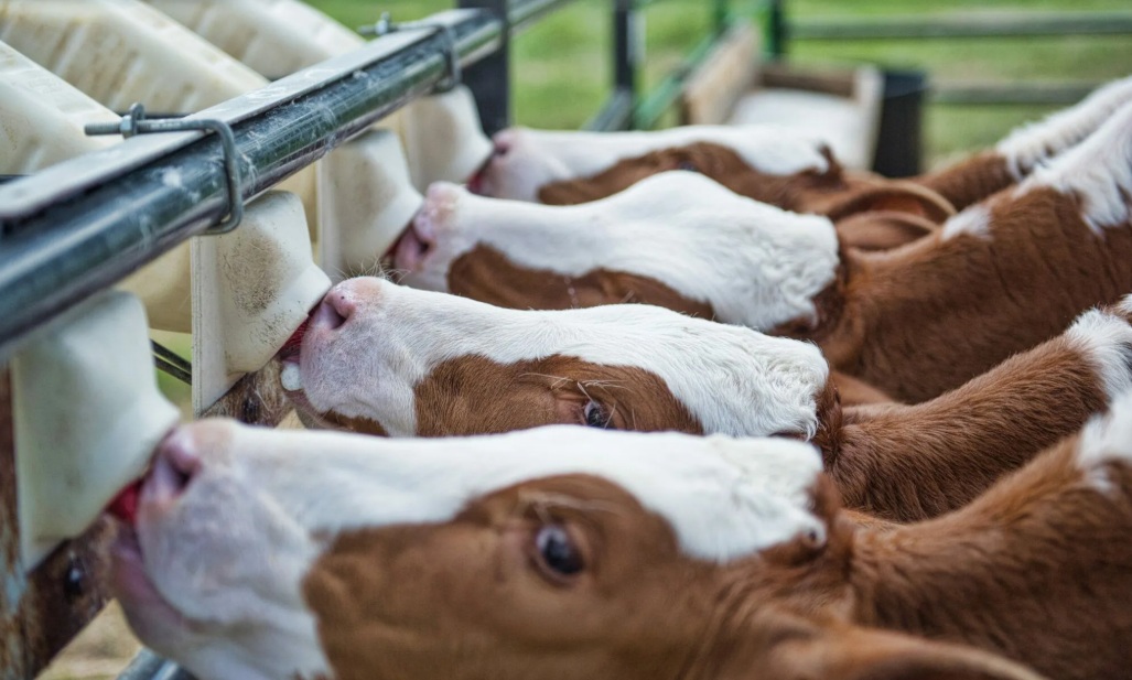 На Кубани доработают технологию клонирования коров