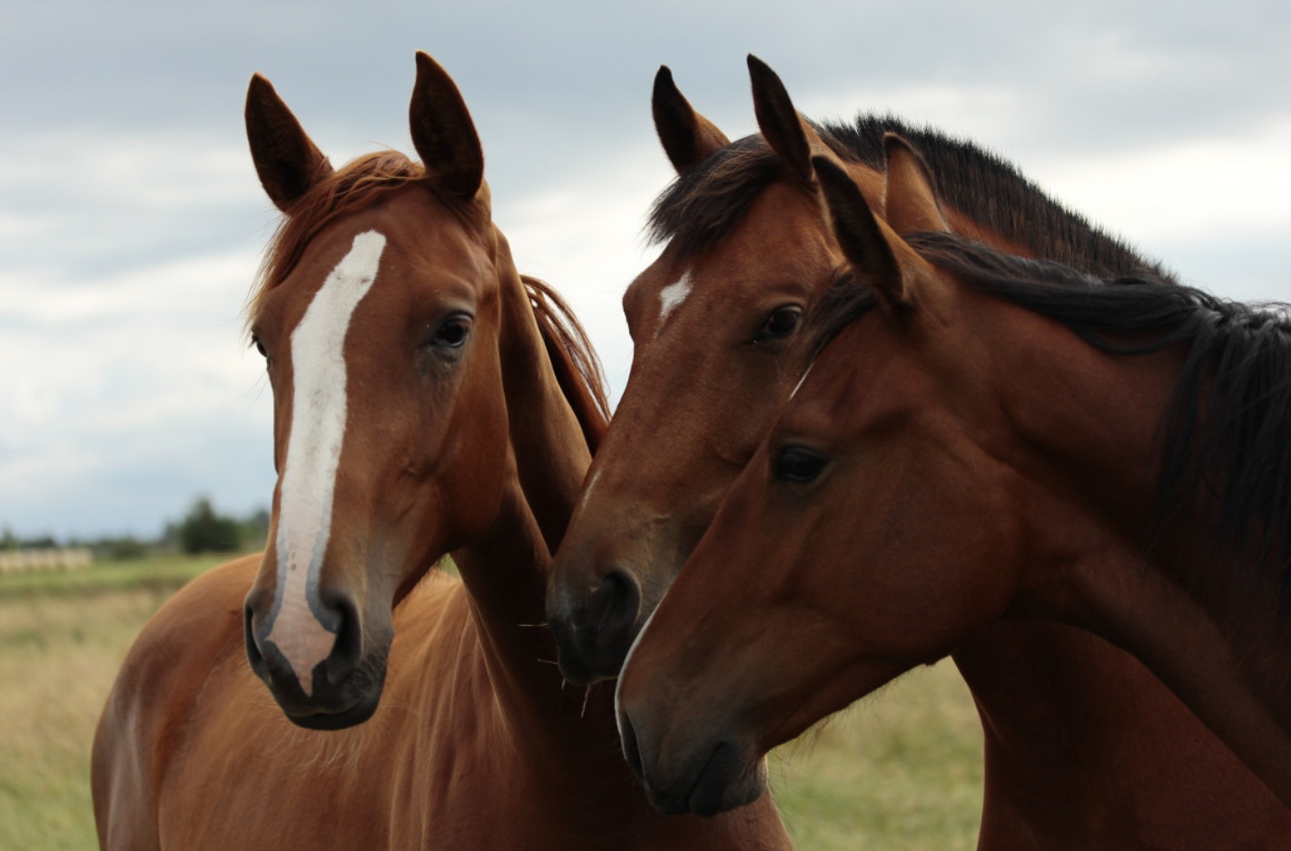 Учёные Вагенингена представили универсальную вакцинную платформу против всех серотипов африканской чумы лошадей