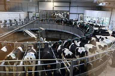 Томский животноводческий комплекс «Большедорохово» ставит молочные рекорды