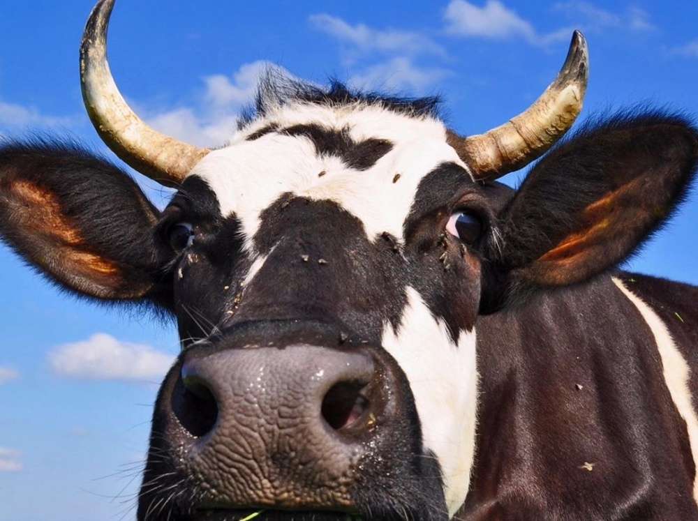 Архангельская область продолжает развивать племенное животноводство