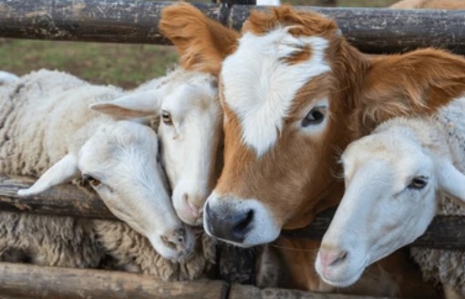 Рязанская область дополнительно получит почти три миллиона рублей на развитие племенного животноводства