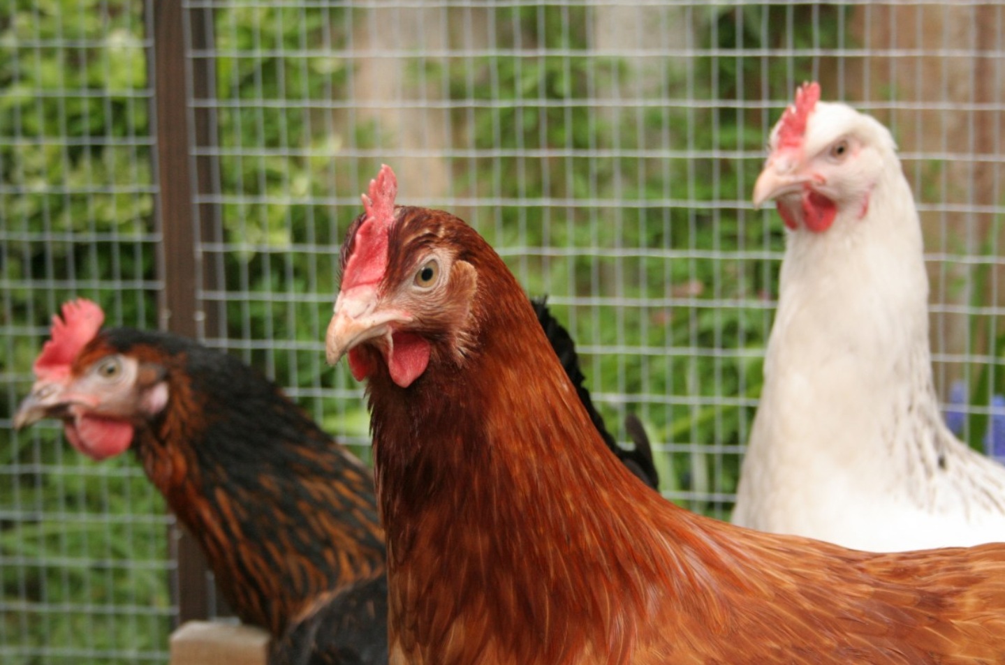 В Тульской области поголовье птицы выросло за год на 36,5%