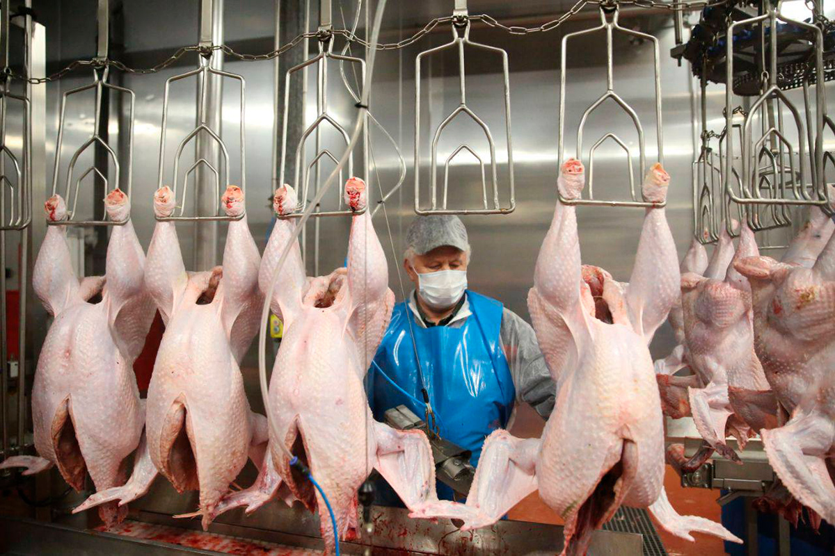 В Калининградской области хотят создать производство мяса индейки для нужд завода HiPP