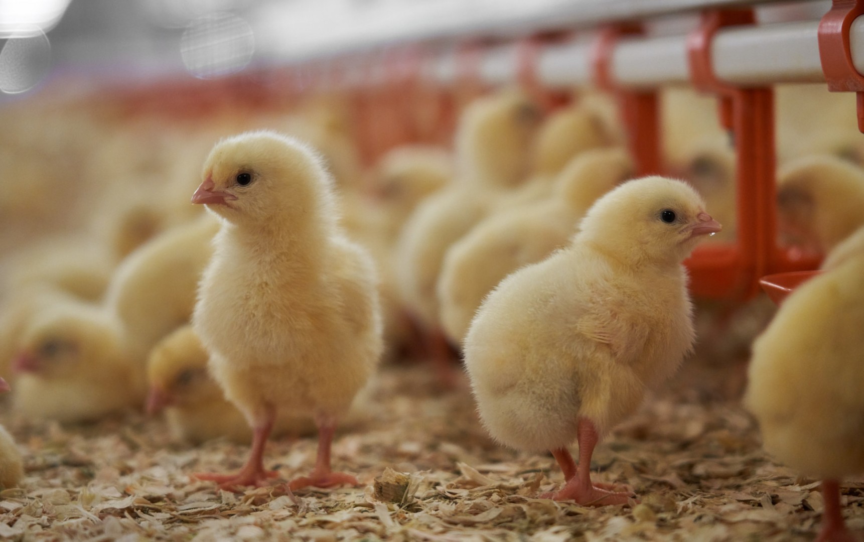 18 новых птичников построены в Вачском округе Нижегородской области при господдержке