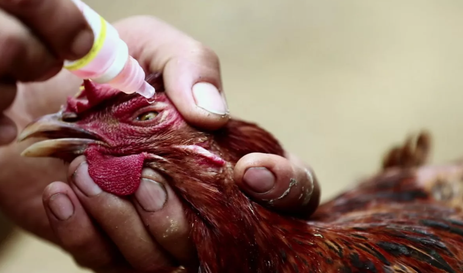 Случаи болезни Ньюкасла выявлены в Перу, Словакии и Польше