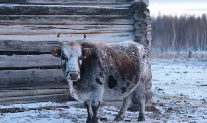 Якутский скот