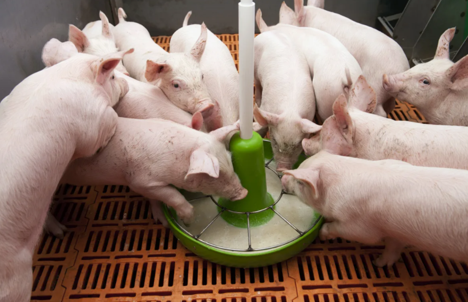 Ананасовый жмых вместо рыбной муки в рационах поросят-отъемышей