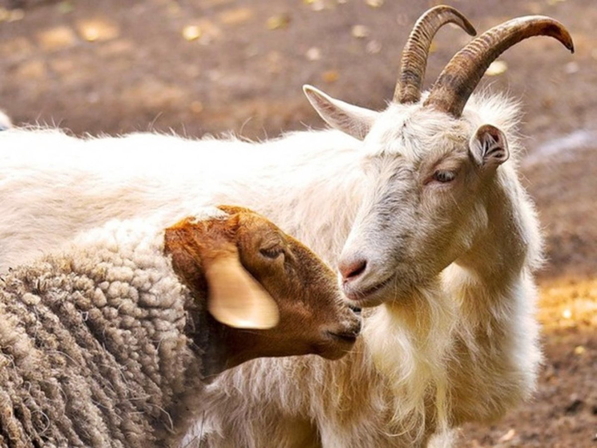 Животноводство Оренбуржья в кризисе: за месяц регион потерял более 30 тысяч животных